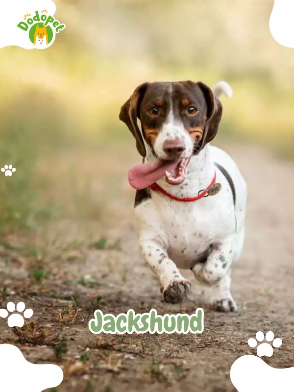 Dog-Breeds-Jack-Russell-Mix-5