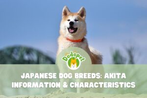 Japanese-Dog-Breeds-Akita-1