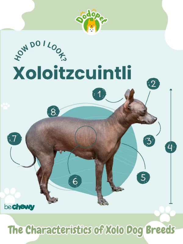 The Characteristics of Xoloitzcuitli