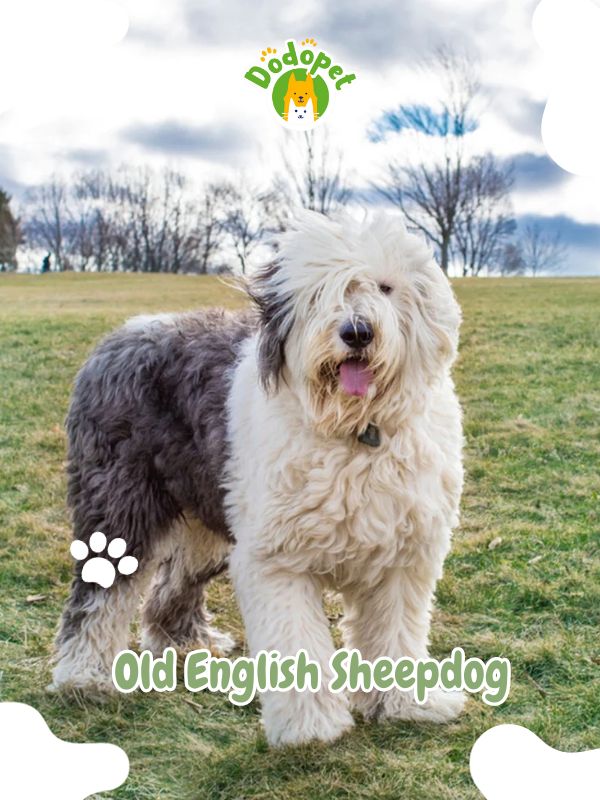 Old-English-Sheepdog
