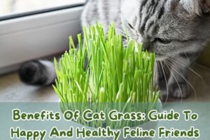 benefits-of-cat-grass-guide-to-happy-and-healthy-feline-friends
