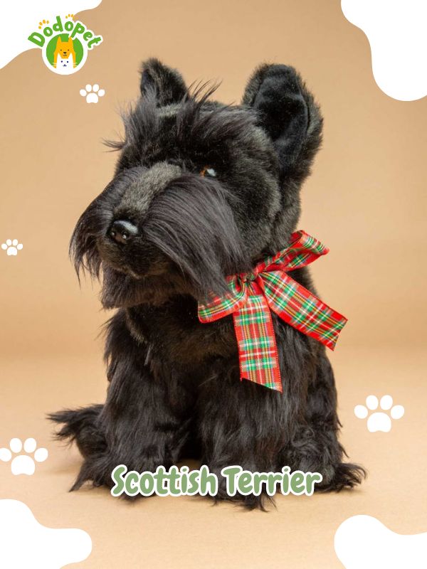 Scottish-Terrier