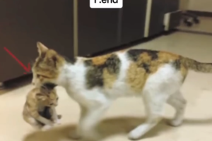this-mother-cat-carried-her-baby-to-the-veterinary-1