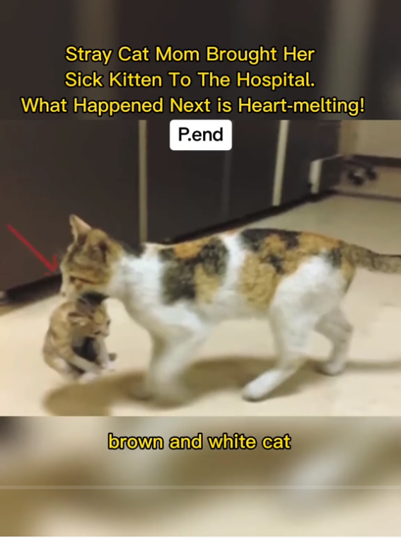 this-mother-cat-carried-her-baby-to-the-veterinary-no-one-had-any-idea-why-she-did-that-1