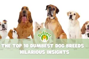 Dumbest-Dog-Breeds-1