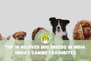 Dog-Breeds-in-India-1