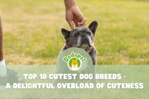 Cutest-Dog-Breeds-1