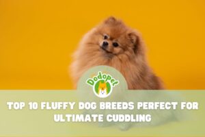 Fluffy-Dog-Breeds-1