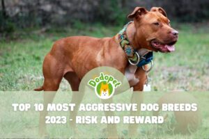 Most-Aggressive-Dog-Breeds-1