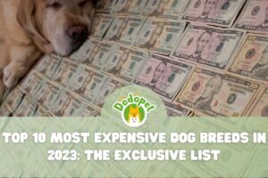 Most-Expensive-Dog-Breeds-1