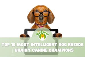 Most-Intelligent-Dog-Breeds-1