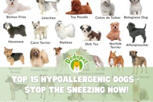 Hypoallergenic-Dog-Breeds-1