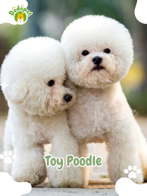 Toy-Dog-Breeds-4