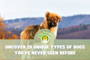 Unique-Types-of-Dogs-1