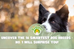 Smartest-Dog-Breeds-1