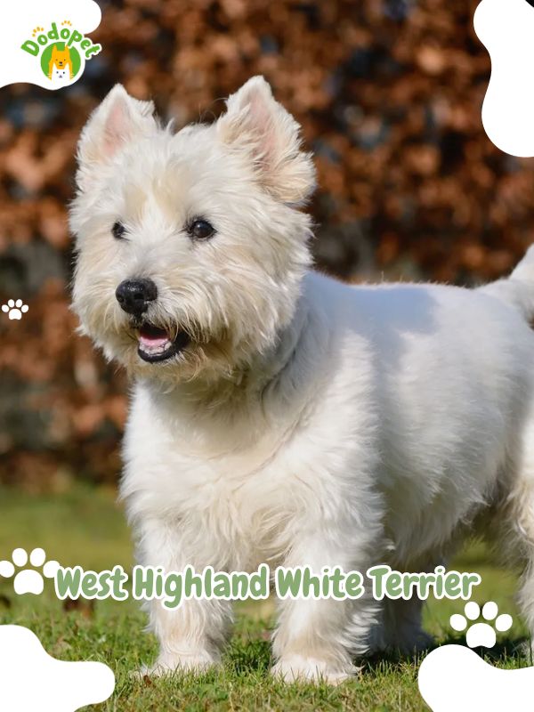 White-Dog-Breeds-5