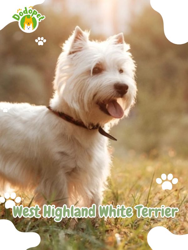 West-Highland-White-Terrier