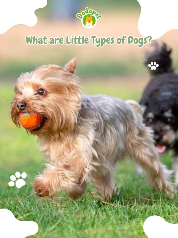 Little-Types-of-Dogs-10