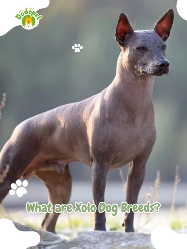 Xolo-Dog-Breeds-2