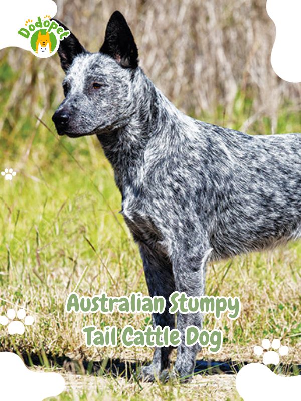 Australian-Dog-Breeds-4