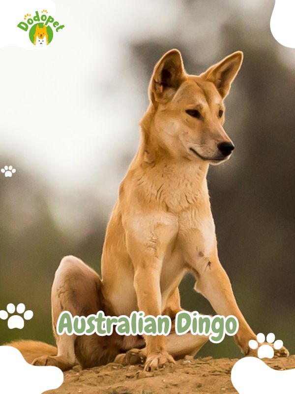 Australian-Dog-Breeds-2