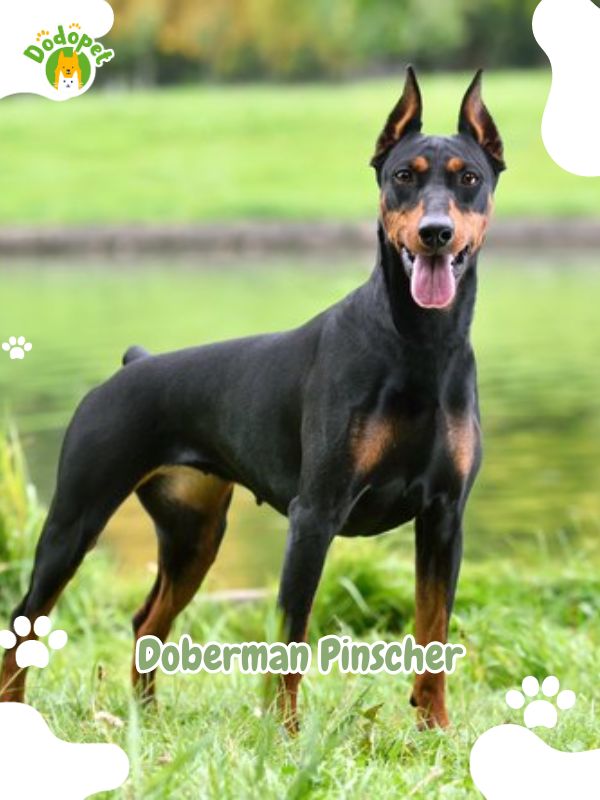 German-Dog-Breeds-5