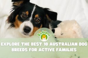 Australian-Dog-Breeds-1