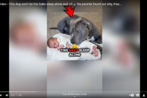 This-dog-wont-let-this-baby-sleep-alone-and-when-the-parents-found-out-why-they-1