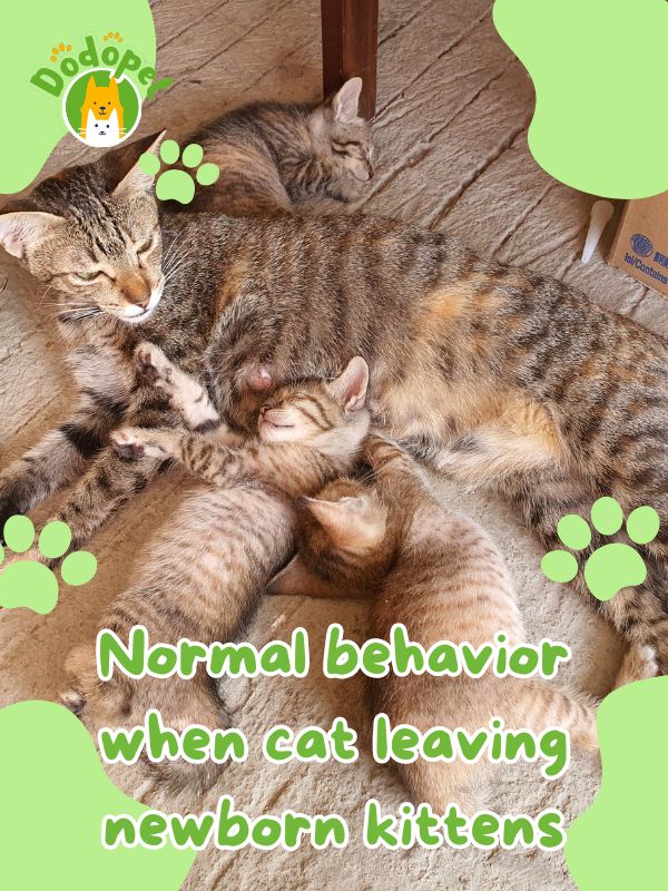 why-cat-leaving-newborn-kittens-what-should-you-do-1