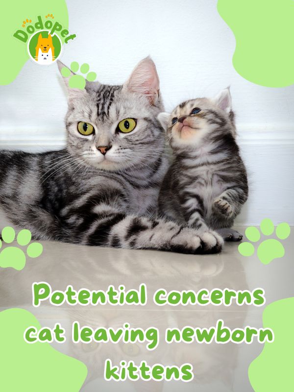 why-cat-leaving-newborn-kittens-what-should-you-do-2