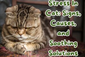 stress-in-cat-signs-causes-and-soothing-solutions