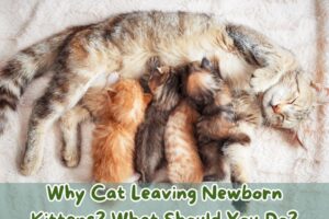 why-cat-leaving-newborn-kittens-what-should-you-do