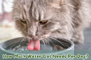 how-much-water-cat-needs-per-day